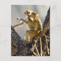 Um babuíno amarelo jovem (Papio cynocephalus)