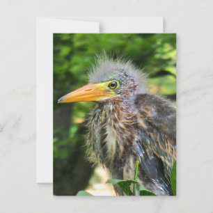 Cartão Postal Um bebê herão verde