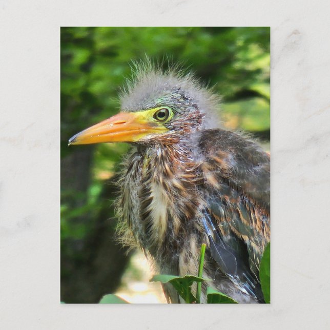 Cartão Postal Um bebê herão verde (Frente)