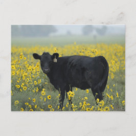Cartão Postal Um bezerro entre os girassóis de Nebraska