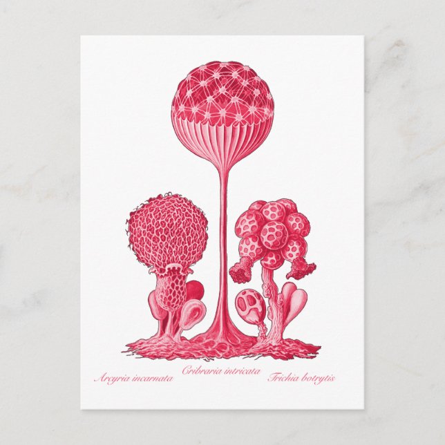 Cartão Postal Um bolor limoso (Frente)