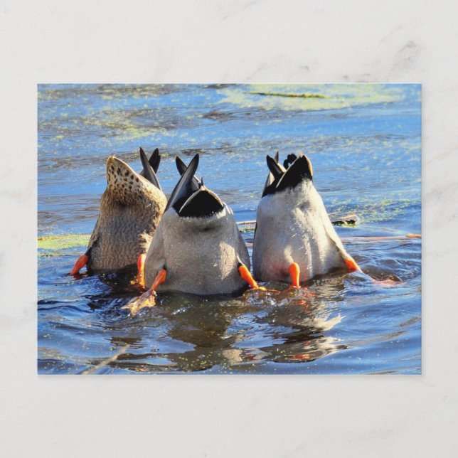 Cartão Postal Um brinde! (Frente)