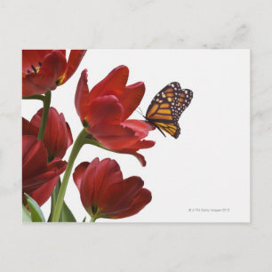 Cartão Postal um buquê de tulipas vermelhas é visitado por um