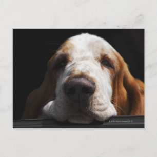 Cartão Postal Um Caçador Basset descansando a cabeça