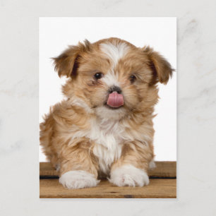 Cartão Postal Um cachorrinho de bobo lambendo o nariz