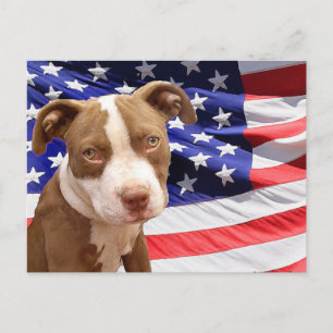 Cartão Postal Um cachorrinho de Pitbull americano