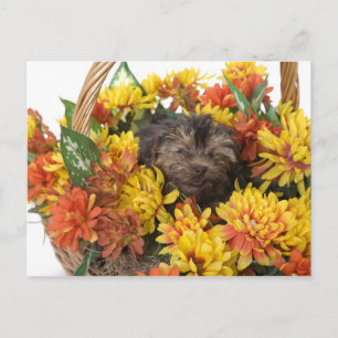 Cartão Postal Um cachorrinho Yorkie-Poo em uma cesta artificial