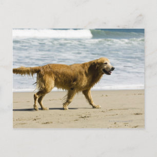 Cartão Postal Um cachorro molhado na praia.