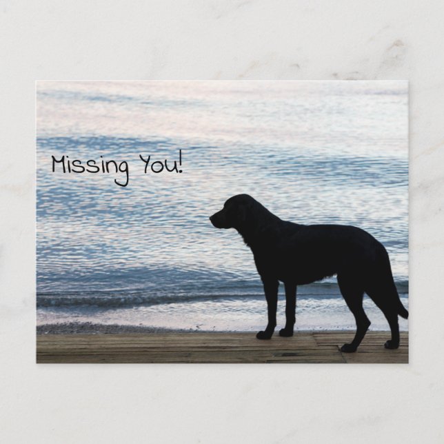 Cartão Postal Um Cachorro Solitário com a mensagem "Missing You" (Frente)