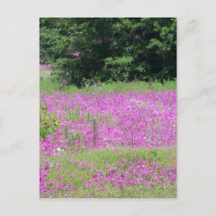 Cartão Postal Um campo de flores silvestres primavera cor-de-ros