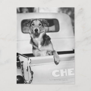 Cartão Postal Um cão em um carro