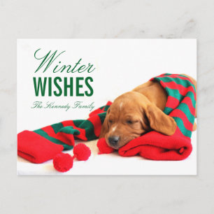 Cartão Postal Um cãozinho Vizsla