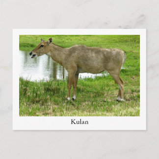 Cartão Postal Um Cartão-Postal Kulan, Animais, Mule, Donkey