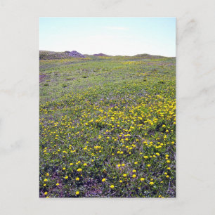 Cartão Postal Um Cartaz De Dandelions