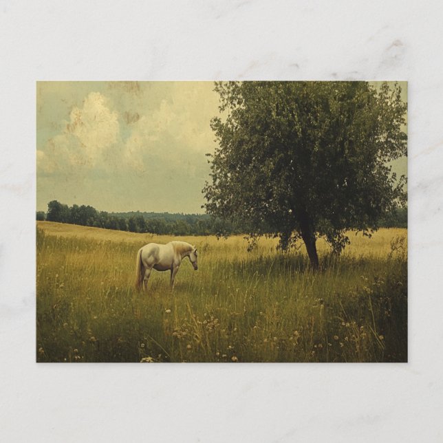 Cartão Postal Um Cavalo Branco Esfregando Em Um Campo (Frente)