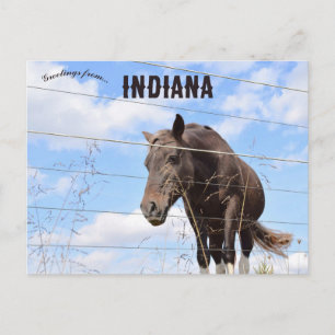 Cartão Postal Um Cavalo em Columbus Indiana
