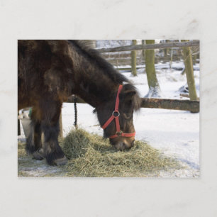 Cartão Postal Um cavalo nativo originalmente de Gotland onde