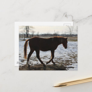 Cartão Postal Um Cavalo no Inverno