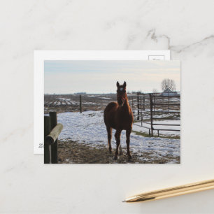 Cartão Postal Um Cavalo no Inverno com Neve