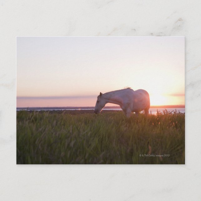 Cartão Postal Um cavalo num campo (Frente)