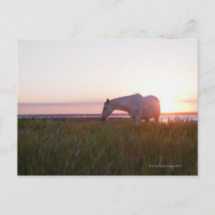 Cartão Postal Um cavalo num campo
