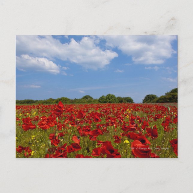 Cartão Postal Um Cheio De Campo De Flores Vermelhas (Frente)