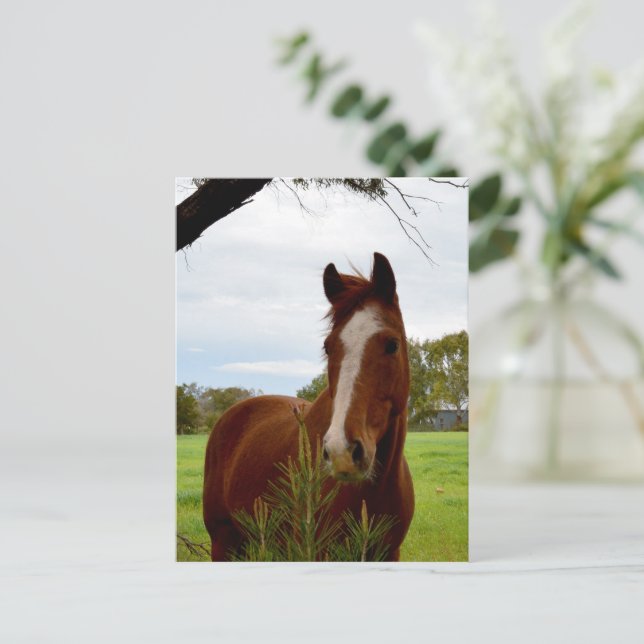 Cartão Postal "Um Chifre da Natureza: Um Chestnut Horse e Banksi (Em pé/Frente)