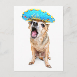 Cartão Postal Um Chihuahua Bonito Em Um Figurino De Halloween