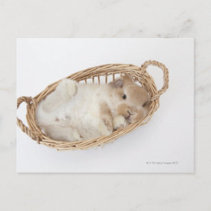 Cartão Postal Um coelho está numa cesta. Holland Lop.