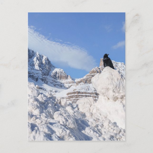 Cartão Postal Um Corvo Na Crowfoot Mountain Alberta Canadá (Frente)