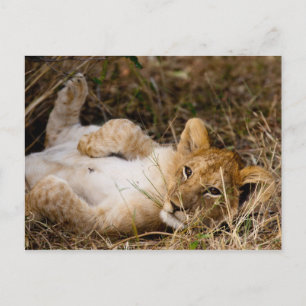 Cartão Postal Um Cub's Siesta