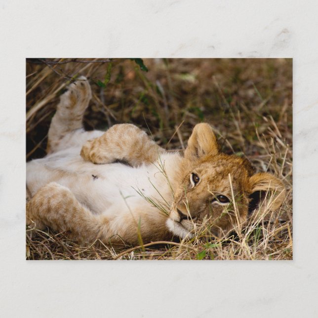 Cartão Postal Um Cub's Siesta (Frente)