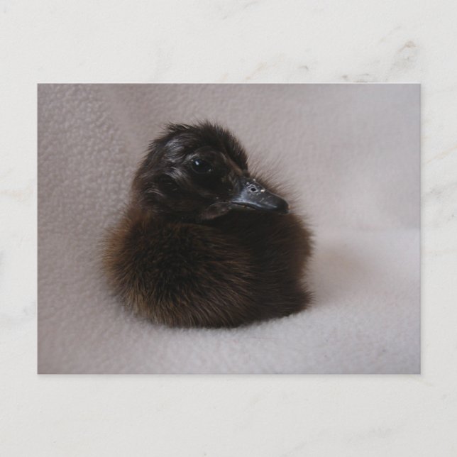 Cartão Postal Um Dia de Duque (Frente)