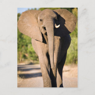 Cartão Postal Um Elefante Africano (Loxodonta Africana) Anda
