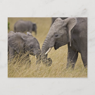 Cartão Postal Um Elefante Africano pastando nos campos