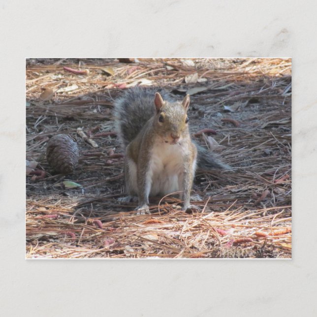 Cartão Postal Um esquilo fofo (Frente)