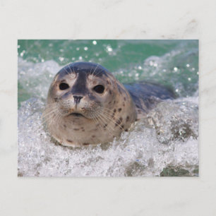 Cartão Postal Um filhote de foca surfando