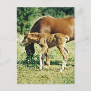 Cartão Postal Um galo e um cavalo numa pastagem.