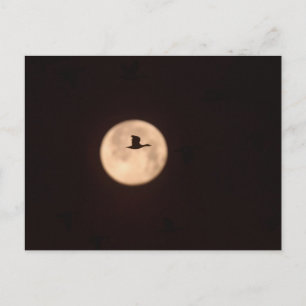 Cartão Postal Um Ganso-das-Neves Contra uma Lua Cheia Novo Méx