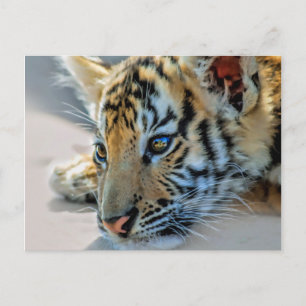 Cartão Postal Um gatinho