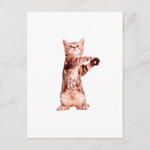 Cartão Postal Um gatinho brincalhão.