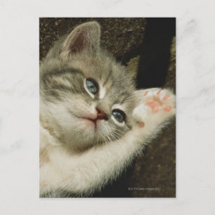 Cartão Postal Um gatinho, com grandes olhos azuis, põe-se nele