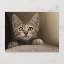 Cartão Postal Um Gatinho Muito Doce