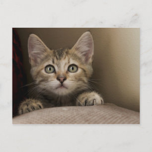 Cartão Postal Um Gatinho Muito Doce