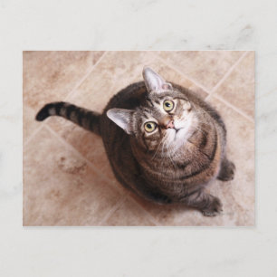 Cartão Postal Um gato de mesa olhando para cima