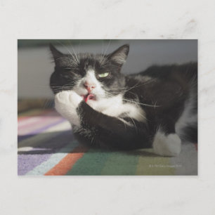 Cartão Postal Um Gato Licenciando É Pata