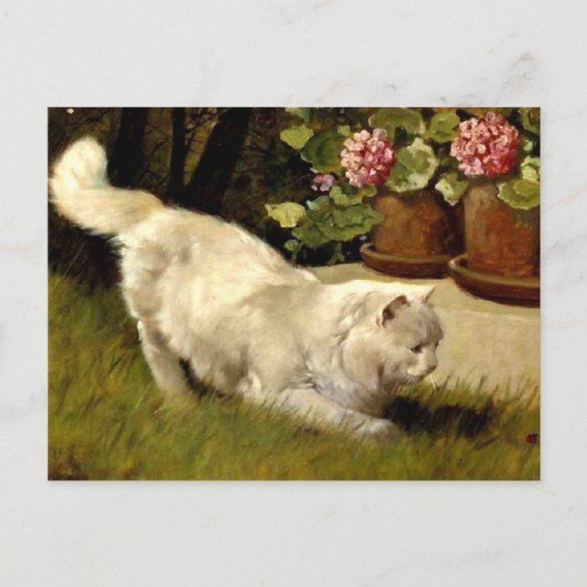 Cartão Postal Um Gato Persa Branco Observando um Ladybug (Frente)