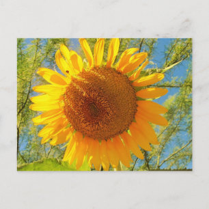 Cartão Postal Um Girassol Da Arizona Sunny