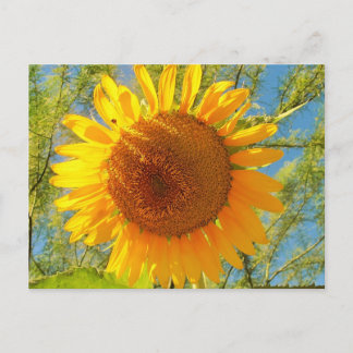 Cartão Postal Um Girassol Da Arizona Sunny