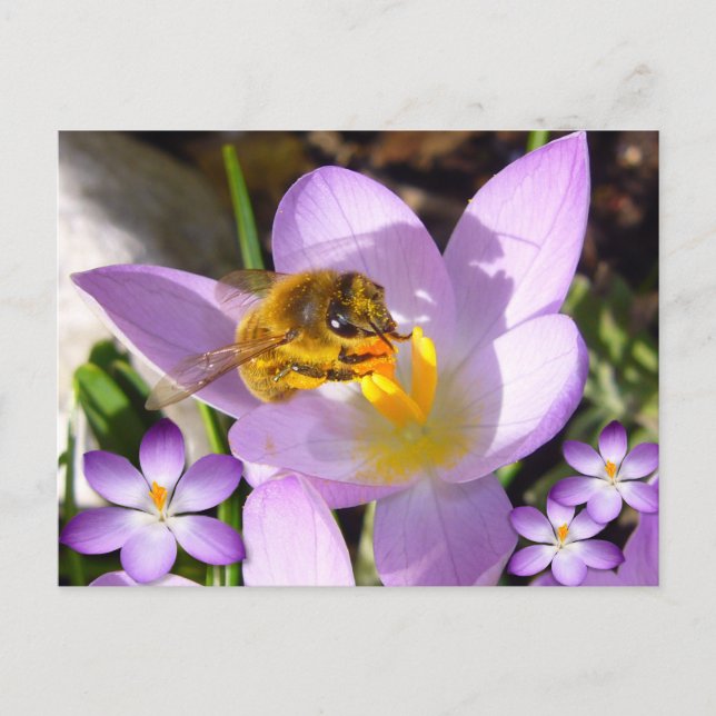 Cartão Postal UM GOSTO DE PRIMAVERA! Texto Personalizado (Frente)